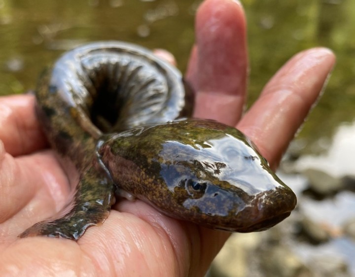 Mudpuppy